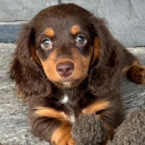 Miniature Dachshund Puppy for Sale