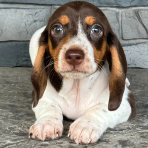 Miniature Dachshund Puppy for Sale
