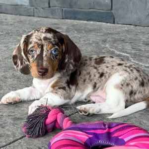 Miniature Dachshund Puppy for Sale