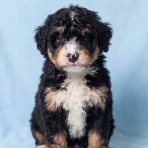 F2 Mini Bernedoodle Puppy for Sale