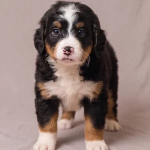 F2 Mini Bernedoodle Puppy for Sale