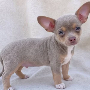 Chihuahua Puppy for Sale
