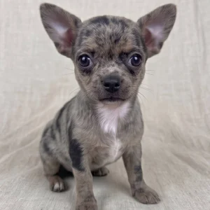 Chihuahua Puppy for Sale