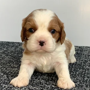 Boston Terrier Puppy for Sale