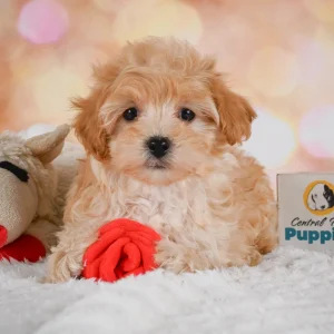 Poodle Puppy for Sale