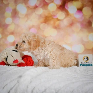 Maltese Puppy for Sale